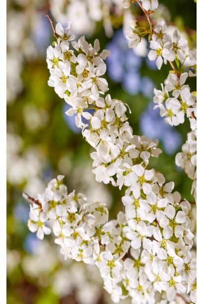 Спірея сливолиста Голдфаєр квіти